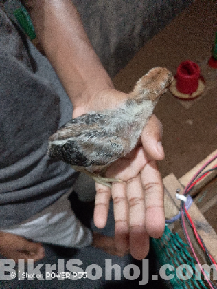 মুরগী